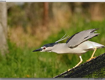 Animali 076